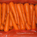 Good Harvest of Fresh Carrot